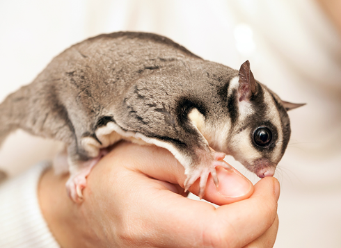 Other pets